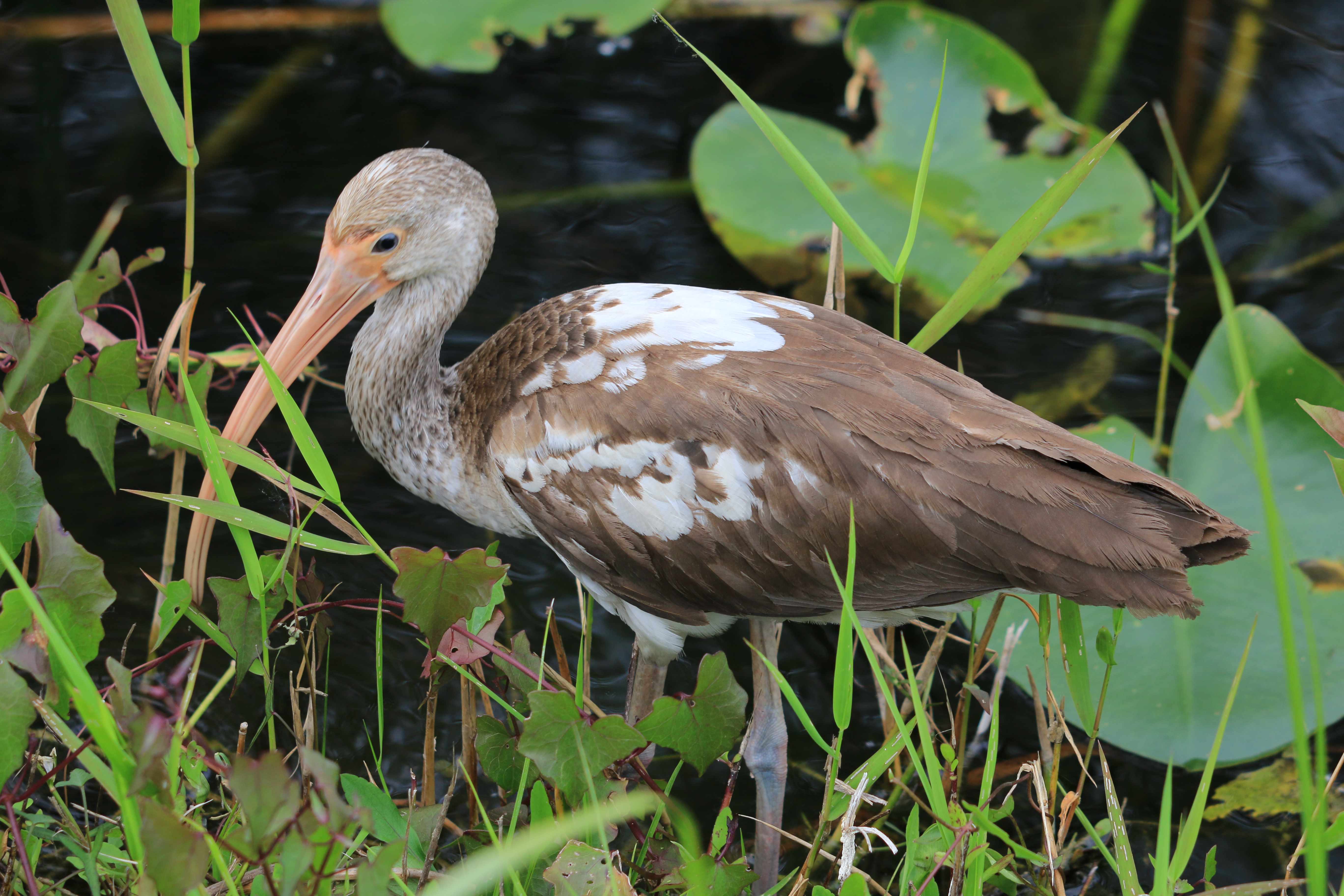 Young Ibis